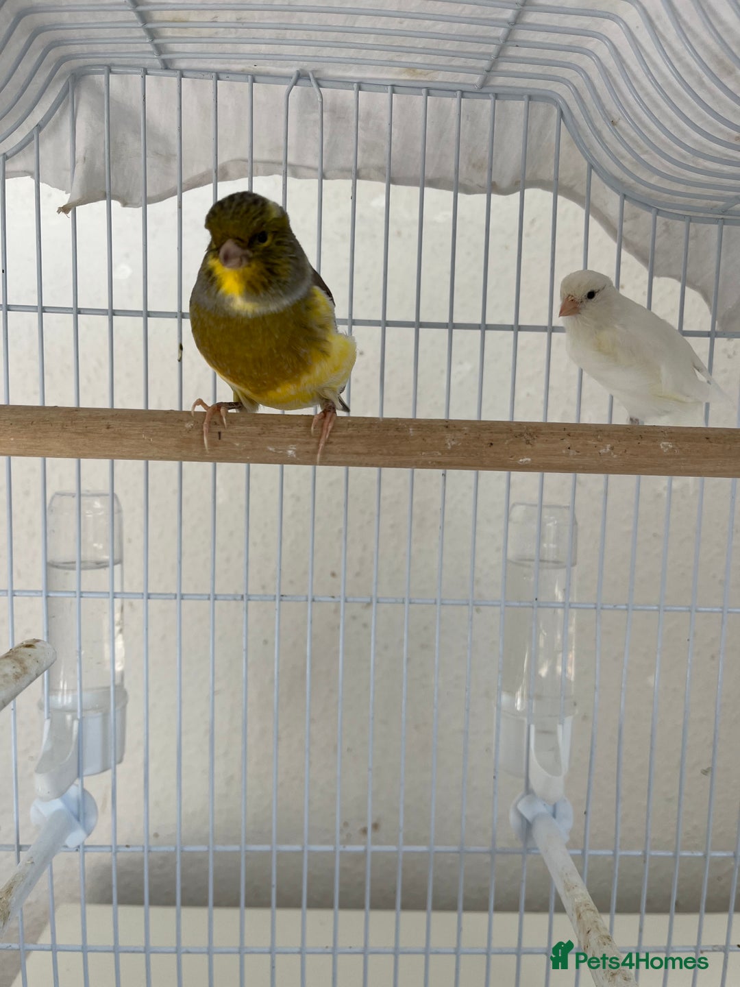 Canaries birds for sale: Canary  - Image 6