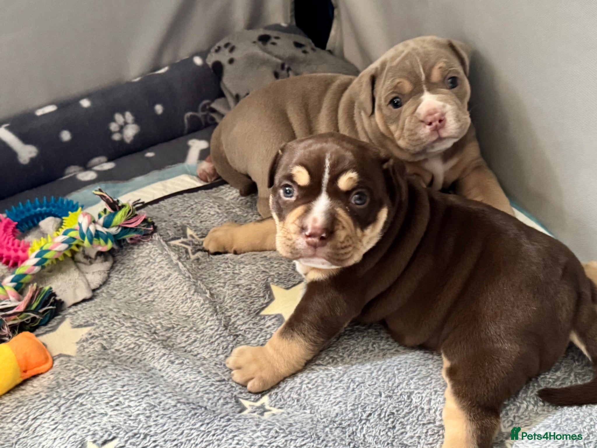 Olde English Bulldogge dogs Chunky Olde English bulldogge. lilac,chocolate tri - Advert 14