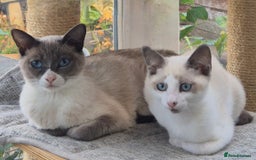Snowshoe cats for sale: Stunning pedigree blue point Snowshoe kittens  - Image 12