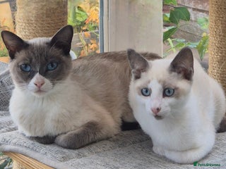 Snowshoe cats - Advert 2