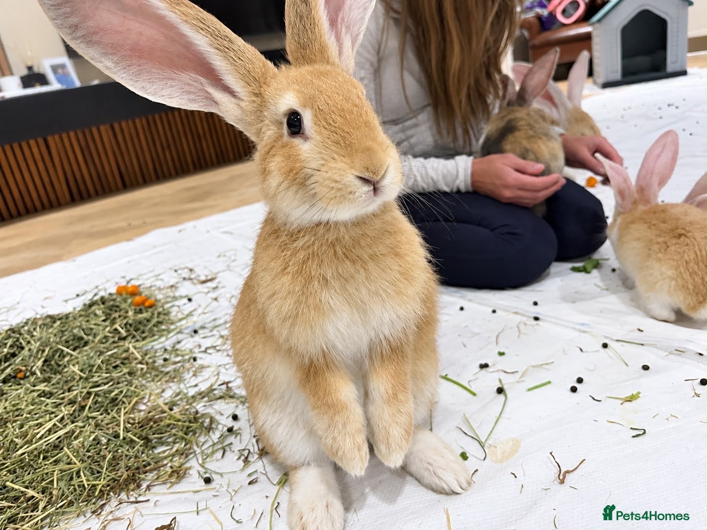 Continental Giant rabbits for sale: Middleton Meadows Giants-Yellow Buck available.  - Advert 1