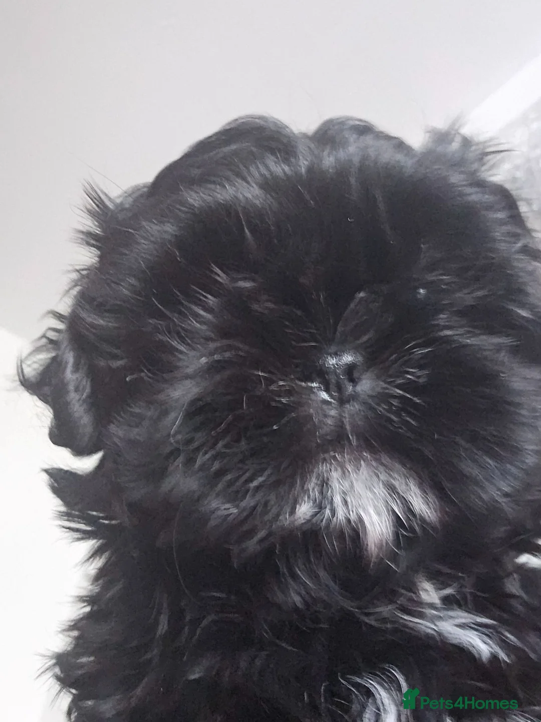 Shih Tzu dogs for sale: Female in Warrington - Advert 2