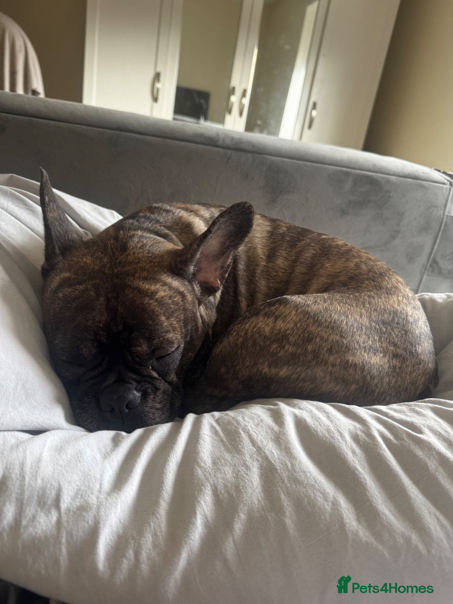 Mixed Breed dogs French bulldog for sale - Advert 1