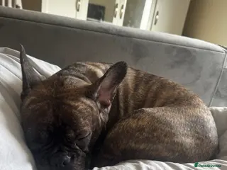 Mixed Breed dogs French bulldog for sale - Advert 1