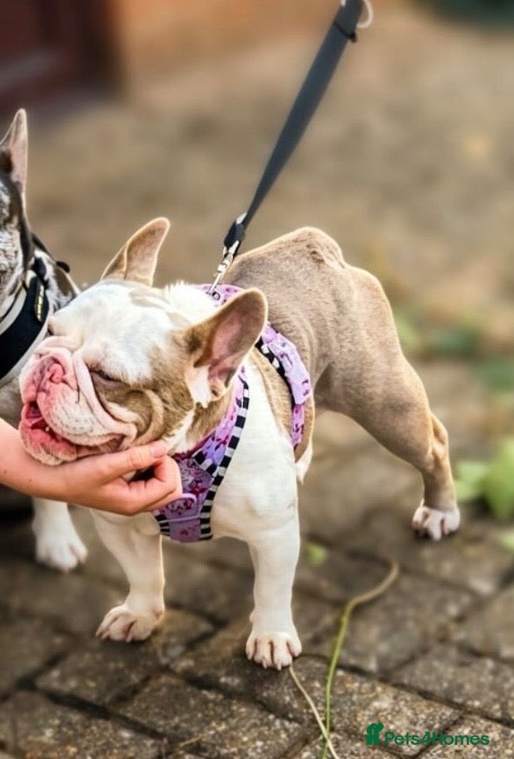 French Bulldog dogs for sale: Tiny the french Bulldog - Advert 12