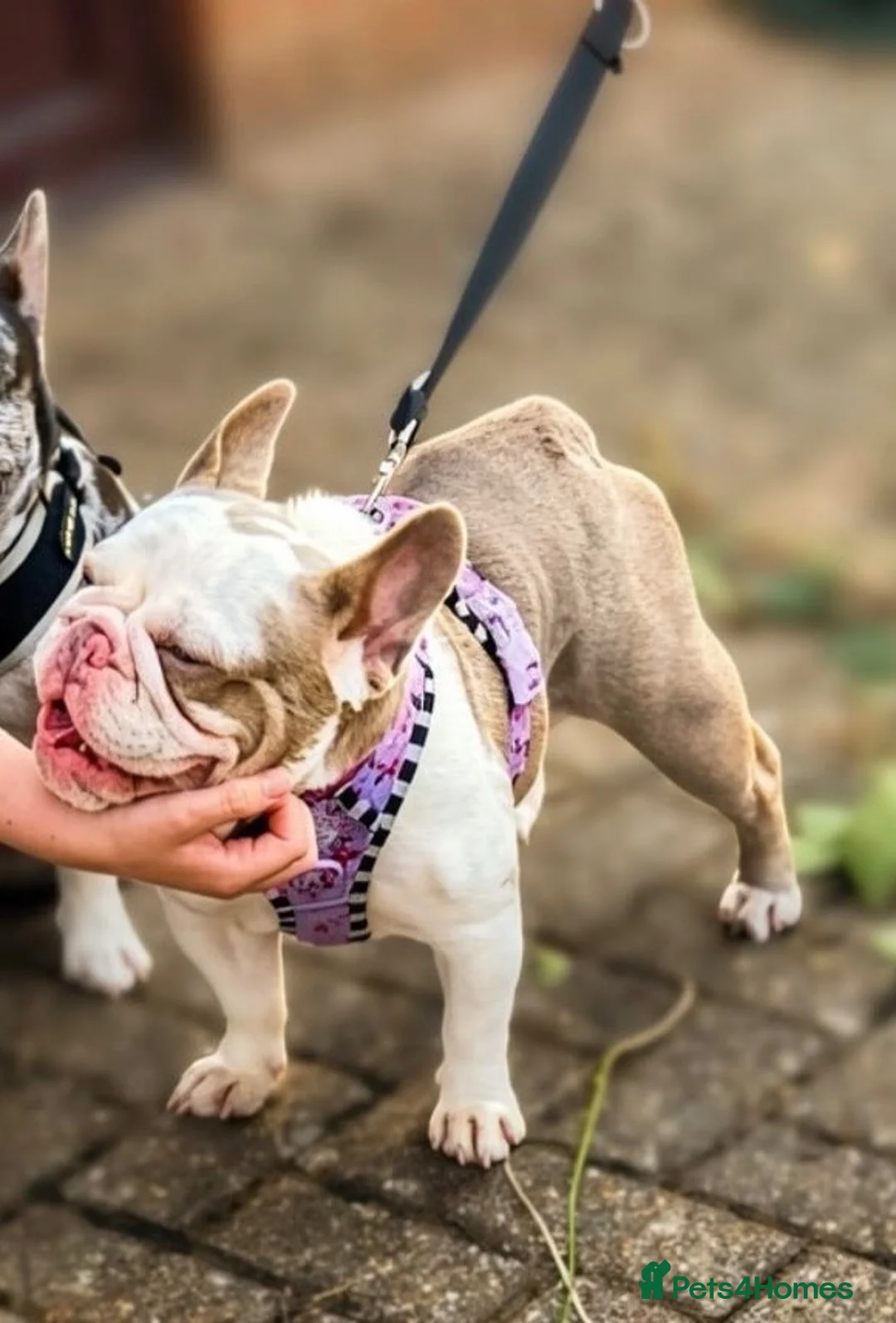 French Bulldog dogs for sale: Tiny the french Bulldog - Advert 1