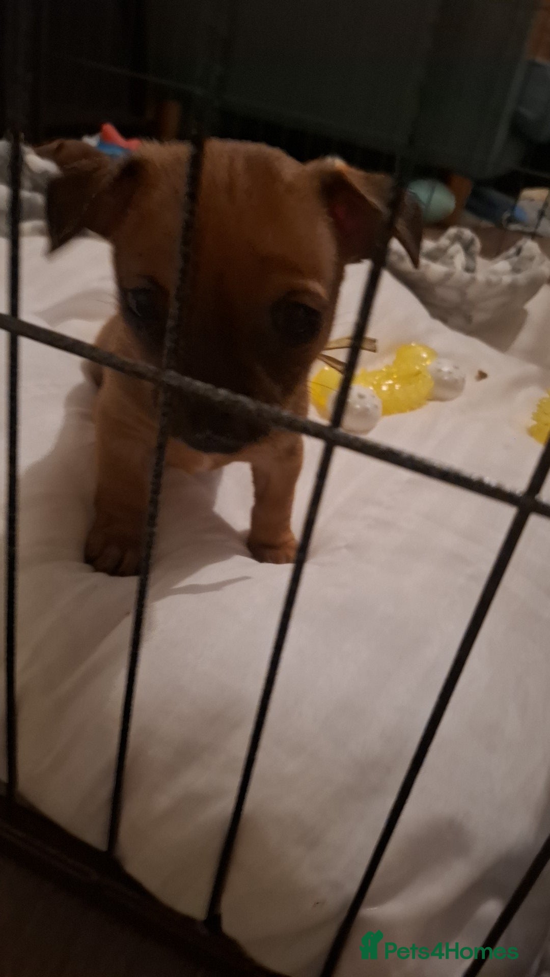 Mixed Breed dogs for sale: 🐾 Gorgeous Mixed-Breed Puppies – 🐾 - Advert 6