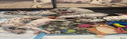 Dalmatian dogs for sale: 🐾 Stunning KC Pedigree Dalmatian Puppies 🐾 - Advert 19