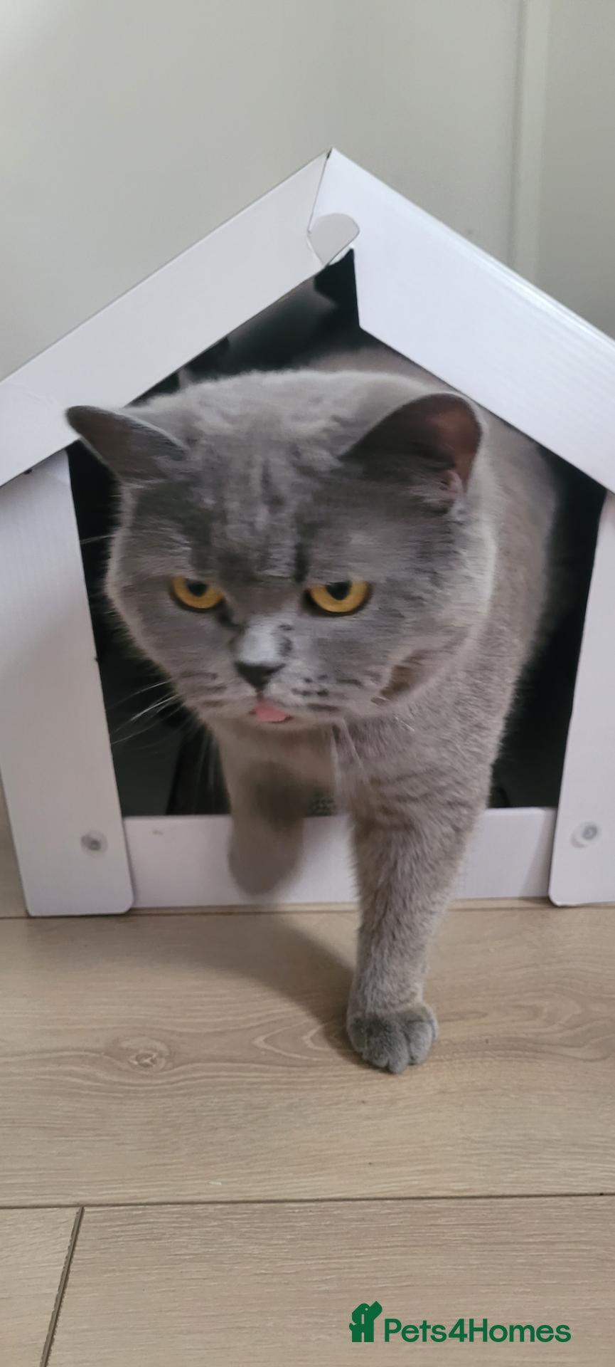 British Shorthair cats Lovely British Shorthair female cat. 🐱❤️ - Advert 1