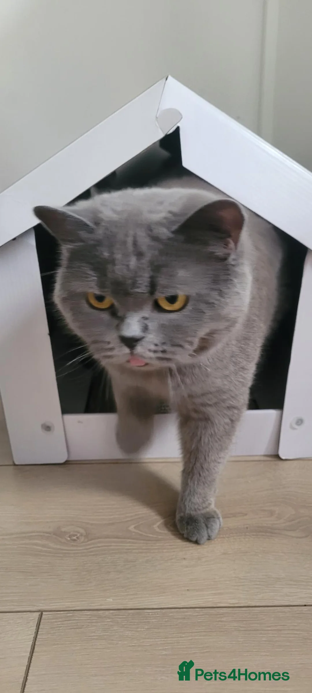 British Shorthair cats for sale: Lovely British Shorthair female cat. 🐱❤️ - Advert 1