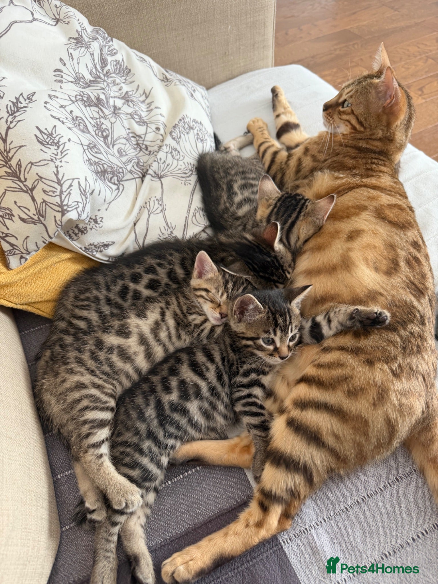Bengal cats Boy and a girl  - Advert 2