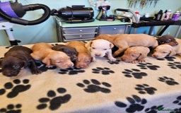 Hungarian Vizsla dogs for sale: Hungarian vizsla pups top quality pups  - Image 4