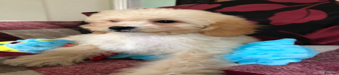 Shihpoo Puppy 1