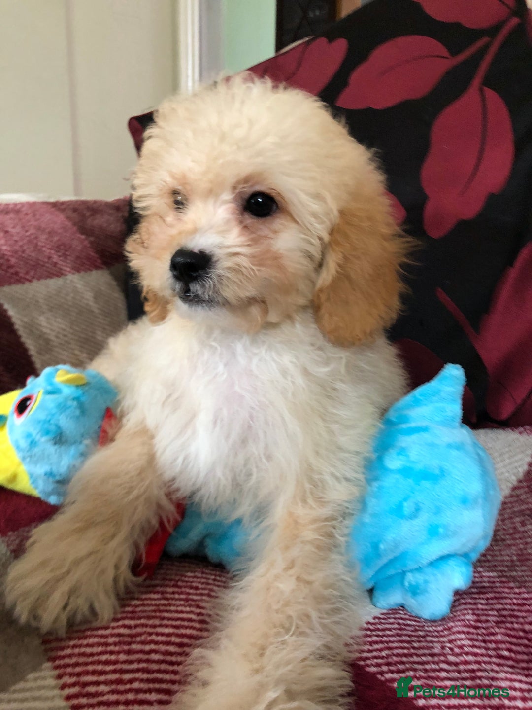 Shihpoo dogs for sale: shihpoo puppies for sale  - Image 18