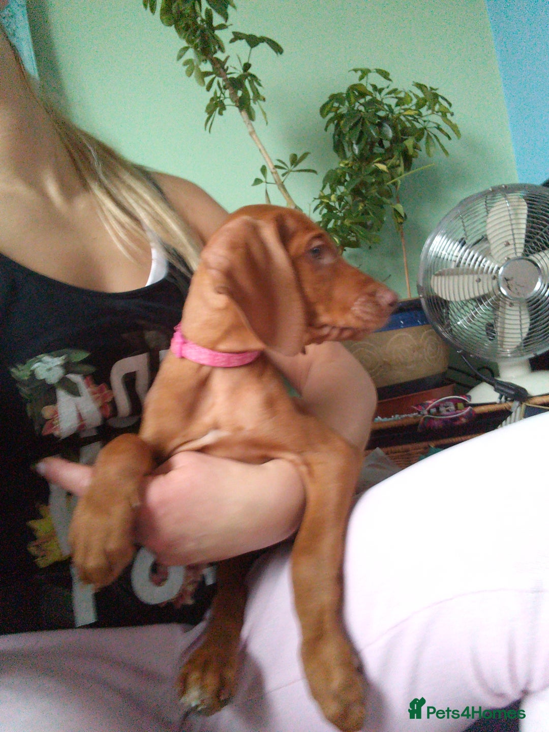 Hungarian Vizsla dogs for sale: Highly intelligent VIZSLA GIRL, bundle of energy  - Image 5