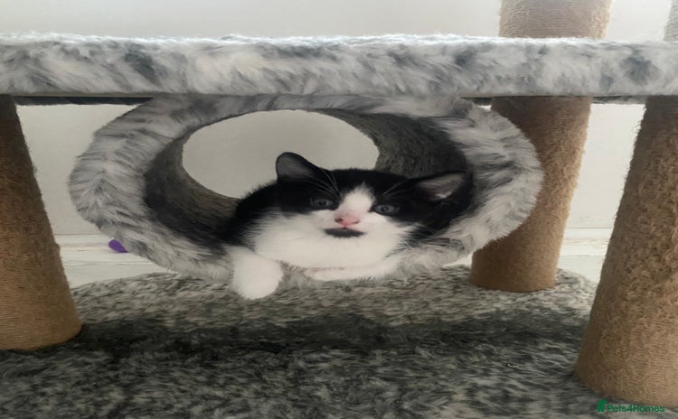 Mixed Breed cats - Advert 4