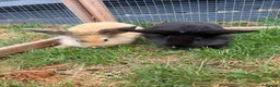 Mini Lion Lop rabbits for sale: Adorable bunnies for sale  - Advert 15