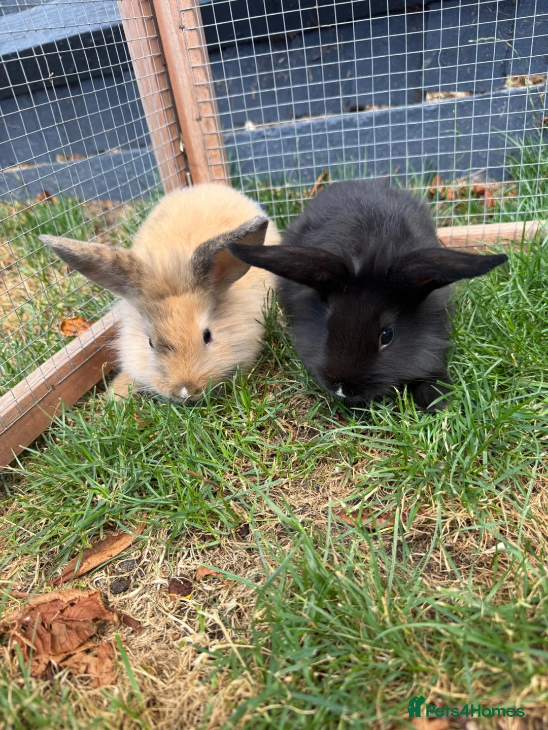 Mini Lion Lop rabbits for sale: Adorable bunnies for sale  - Advert 15