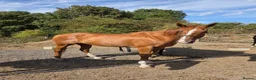 English Thoroughbred horses for sale: Stunning Chestnut mare 17hh - Advert 3