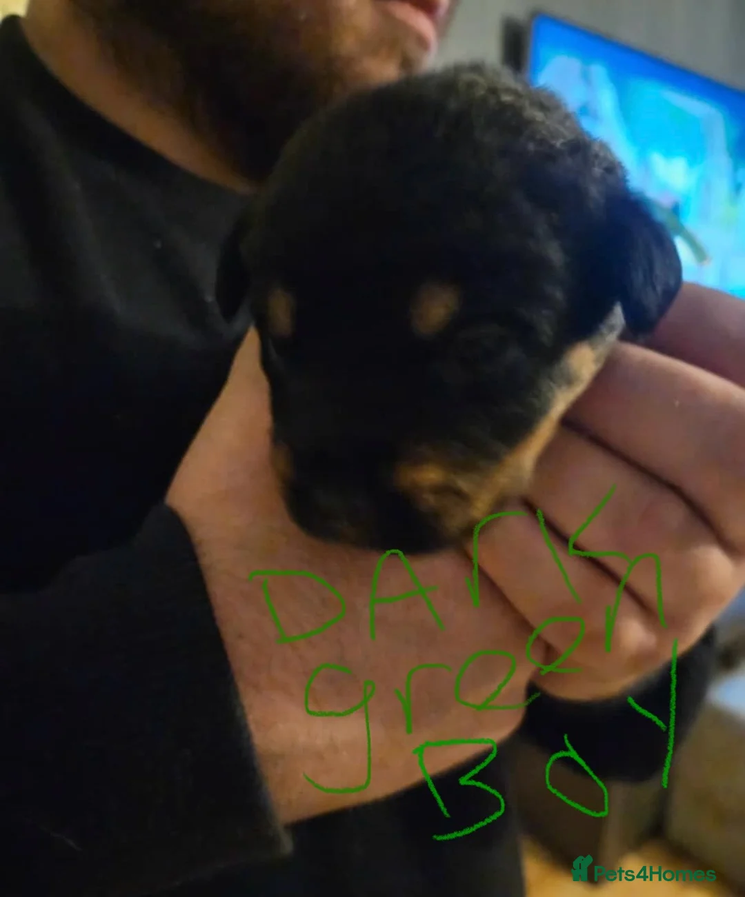 Rottweiler dogs for sale: 2 fluffy cuddly Rottweiler puppies available  - Advert 15