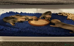 Miniature Dachshund dogs for sale: Miniature smooth haired dachshund puppies - Image 14