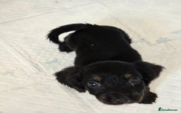 Cocker Spaniel dogs for sale: Cocker spaniel - Image 3