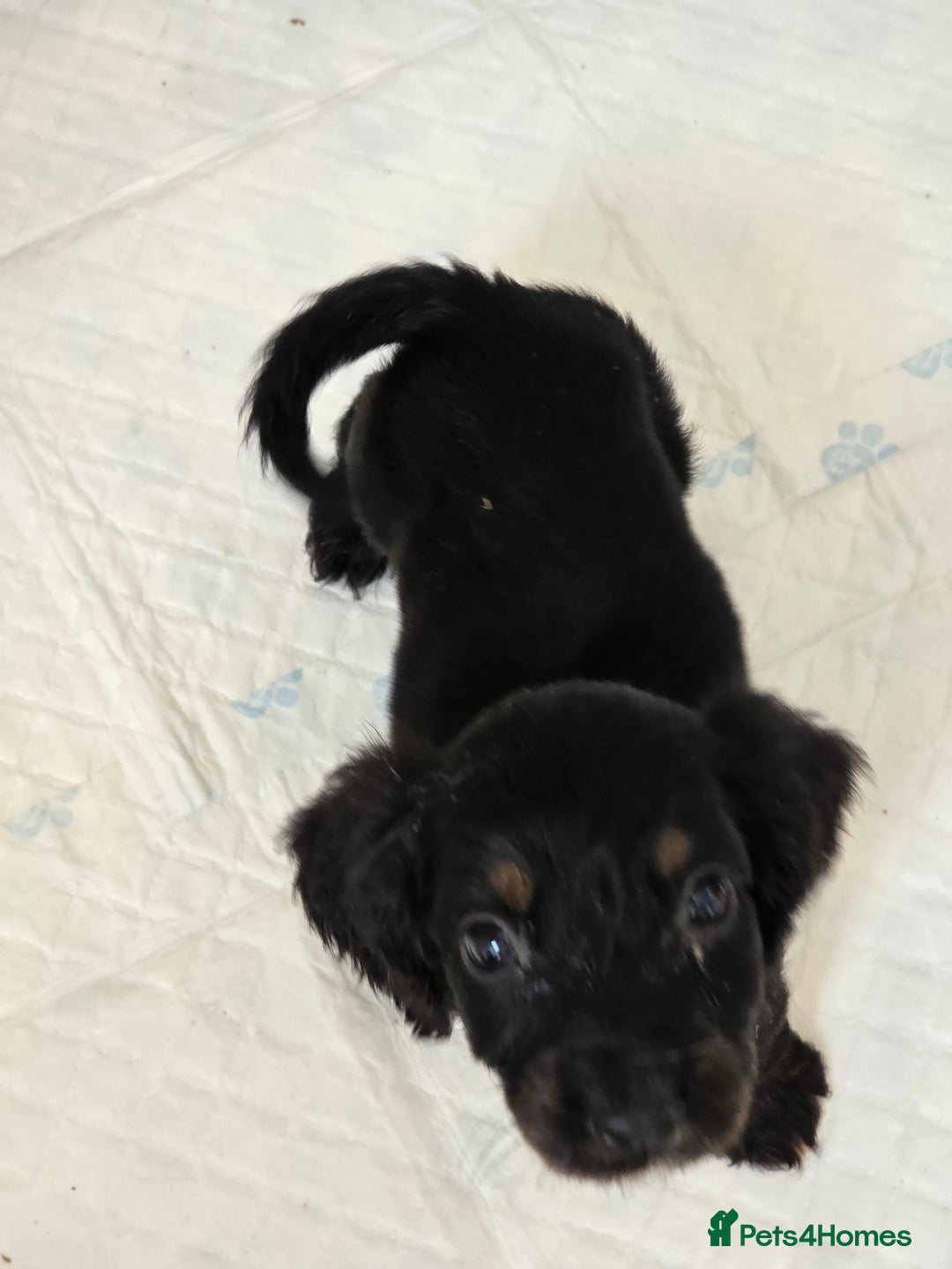 Cocker Spaniel dogs for sale: Cocker spaniel - Image 3