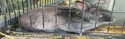 Mixed Breed rabbits for sale: Mixed breed pet rabbits in Welshpool - Advert 3