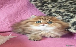 Persian cats for sale: 💖Beautiful Pedigree Chinchilla Persian Kittens. - Advert 18