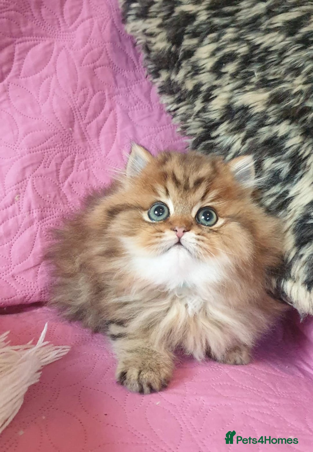 Persian cats for sale: 💖Beautiful Pedigree Chinchilla Persian Kittens. - Advert 18