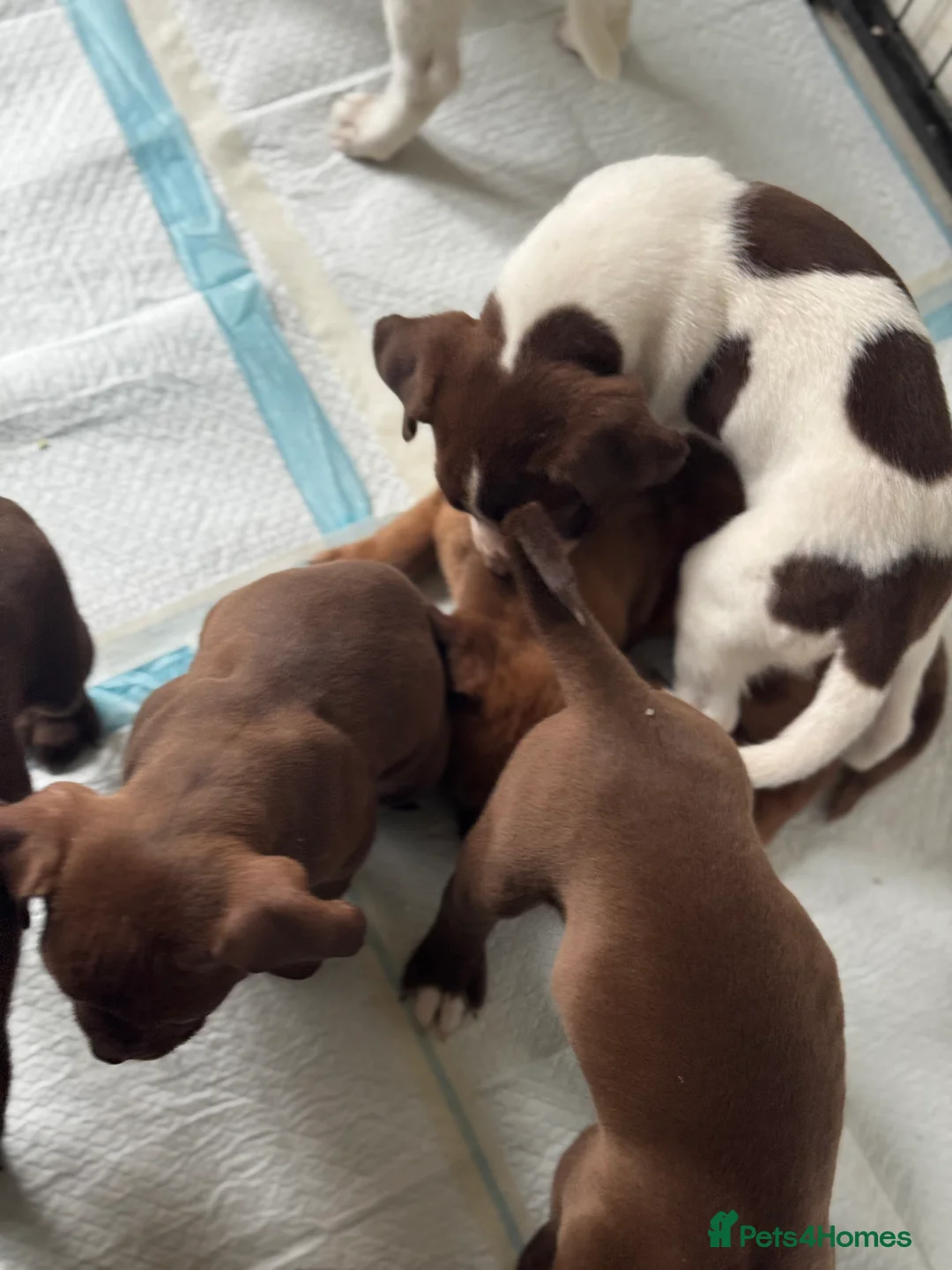 Mixed Breed dogs for sale: ‼️American bully x springer spaniel puppies ‼️  - Advert 10
