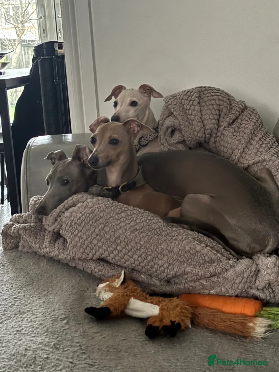 Italian Greyhound dogs for sale: KC REG ITALIAN GREYHOUNDS BLUE PUPS FOR NEW HOMES - Advert 2