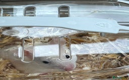 Hamster rodents for sale: Female baby Syrian hamster - Image 2