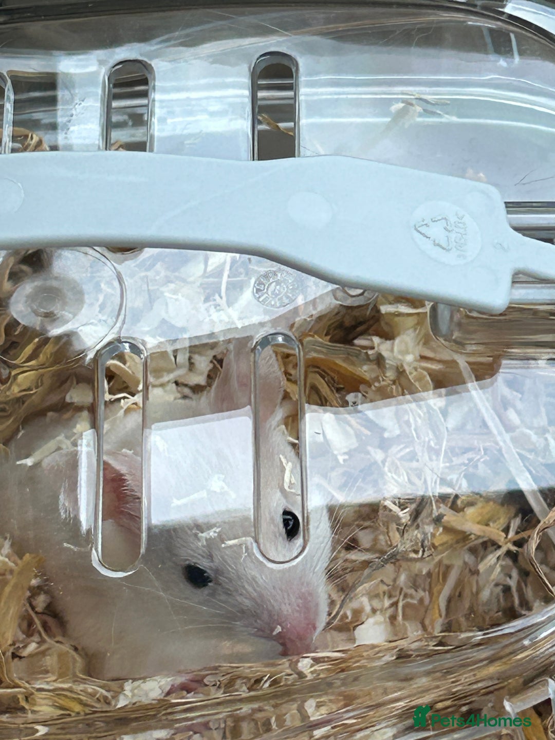 Hamster rodents for sale: Female baby Syrian hamster - Image 2