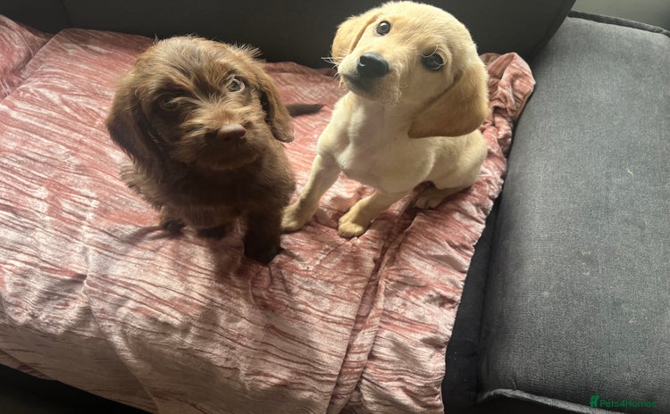 Mixed Breed dogs - Advert 1