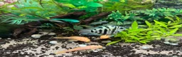 Other/Mixed Breed fish for sale: Bristle nose Plecos - various sizes and colours  - Advert 3