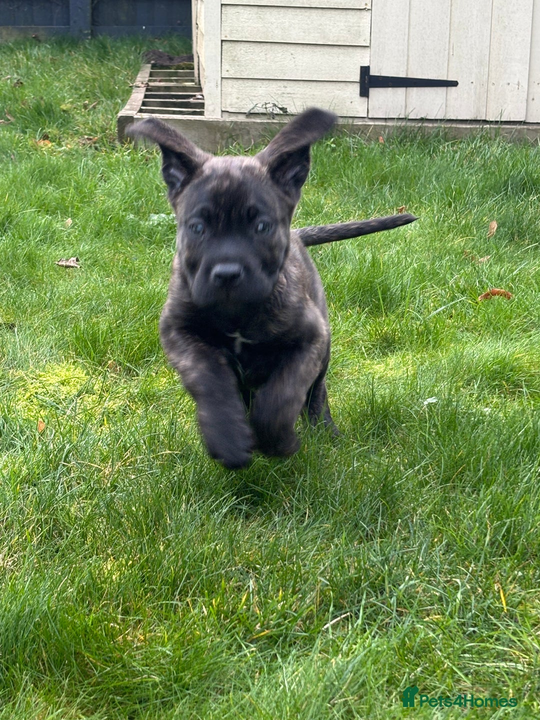 Cane Corso dogs for sale: Cane corso 9 months  - Image 8