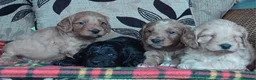 Cockapoo dogs for sale: Cockapoo puppies for sale south wales - Advert 3