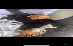 Mixed Breed cats for sale: Kitten and 2 adult cats available  - Advert 4