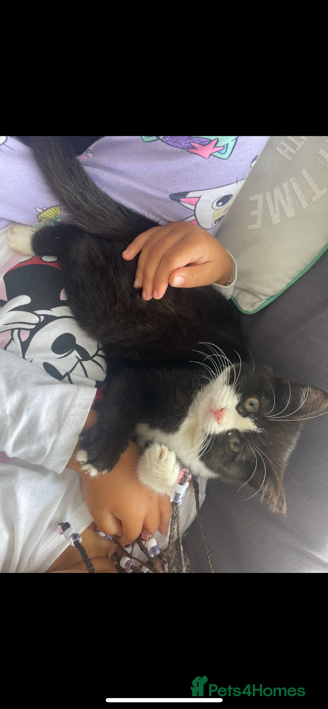 Mixed Breed cats for sale: Kitten and 2 adult cats available  - Advert 4