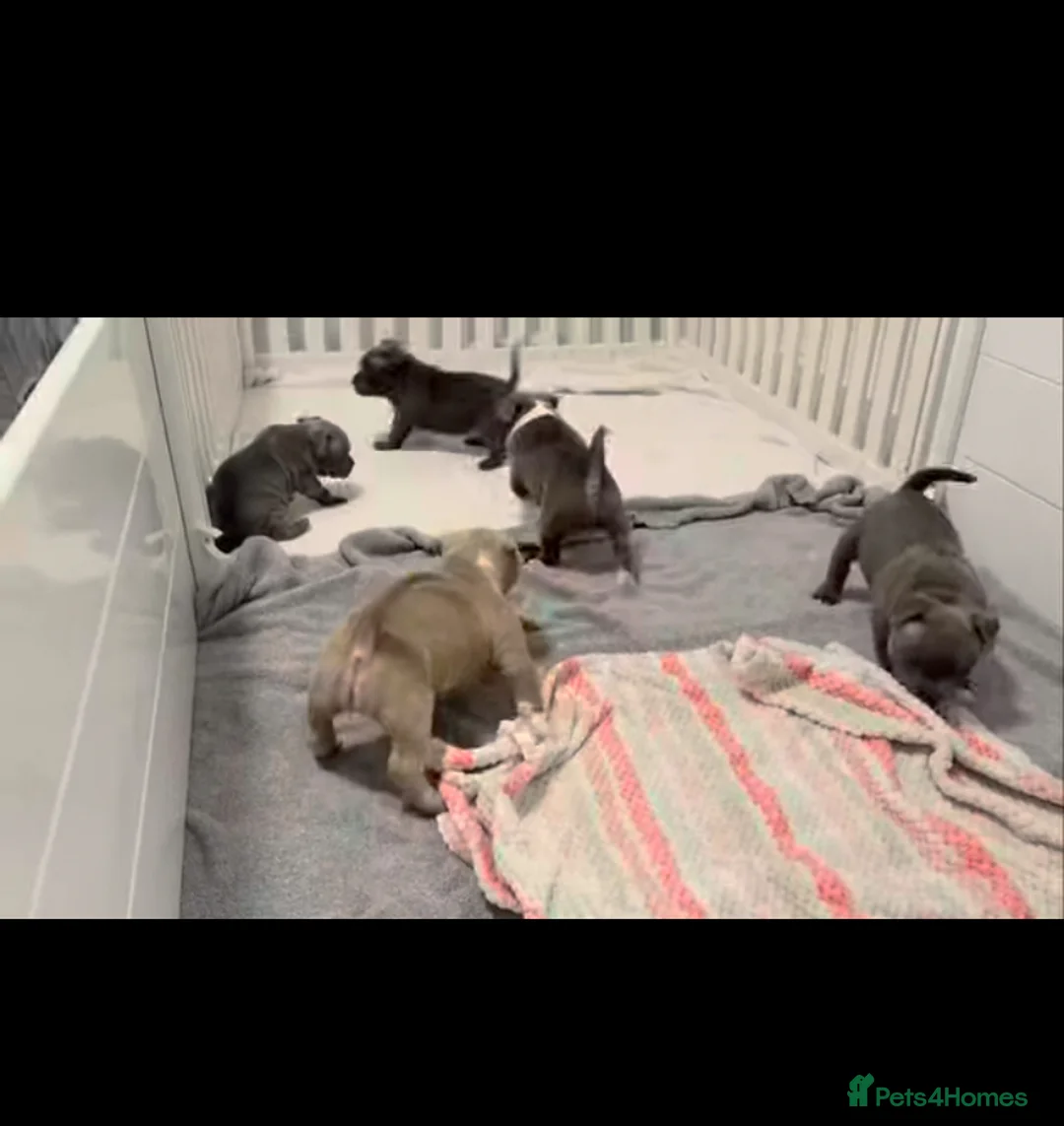 Staffordshire Bull Terrier dogs for sale: 1st Class 100%Staffy puppies Kc Reg - Advert 17