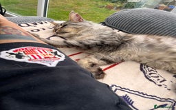 Maine Coon cats for sale: Male MaineCoon - Image 4
