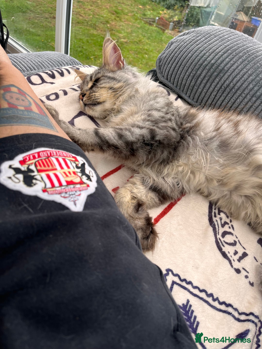 Maine Coon cats for sale: Male MaineCoon - Image 4