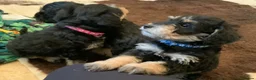 Schnoodle dogs for sale: Happy confident Schnoodle puppies  - Advert 6