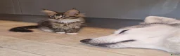 Maine Coon cats for sale: The last MaineCoon female and the last mix female. - Advert 5