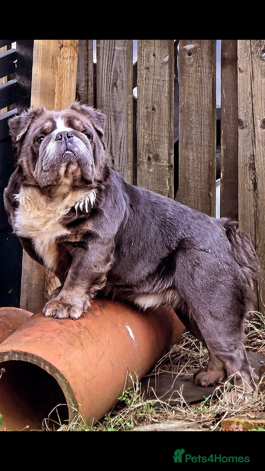 English Bulldog dogs for stud: Fluffy carrier British bulldog stud  - Advert 6