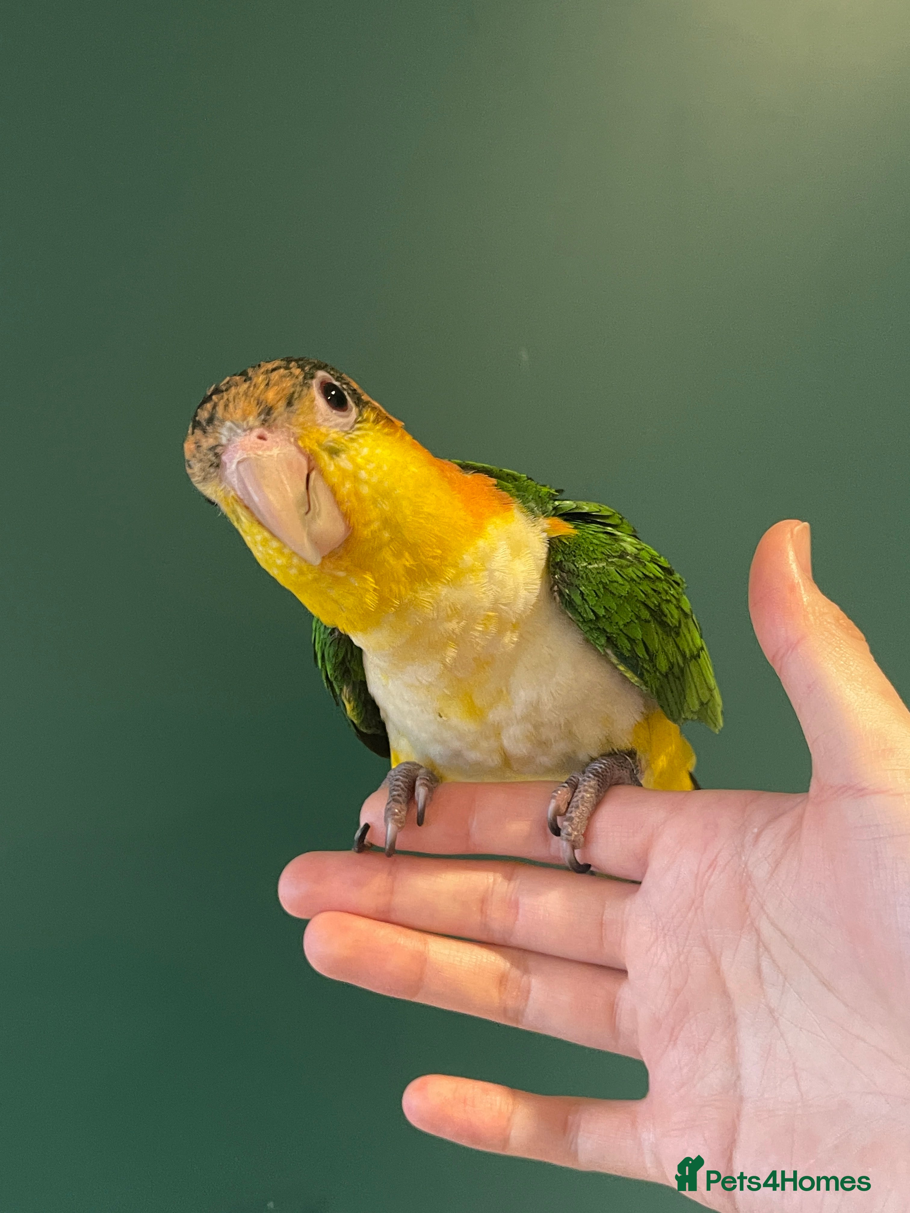 Parrots birds Super Tame Female Golden-Headed Caique - Advert 12