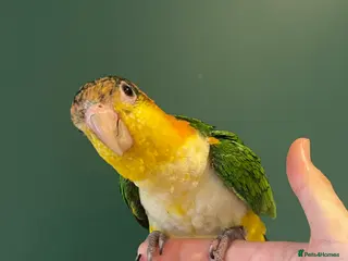 Parrots birds Super Tame Female Golden-Headed Caique - Advert 12