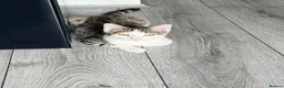 Domestic Shorthair cats for sale: Beautiful Domestic Short Hair  in Leicester - Advert 5