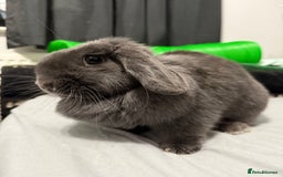 Mini Lop rabbits for sale: Rabbits to rehome - Image 2